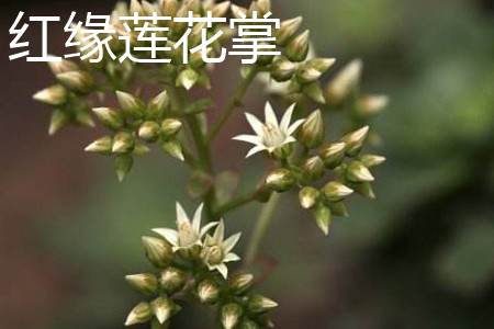 红缘连花掌怎么浇水?