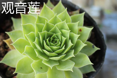 红缘连花掌怎么浇水?