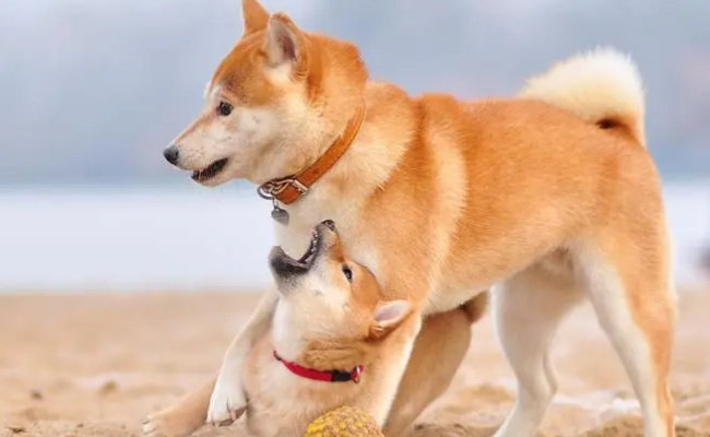 柴犬吃米饭有什么好处柴犬能吃米饭吗(柴犬吃米饭能长胖一点吗)