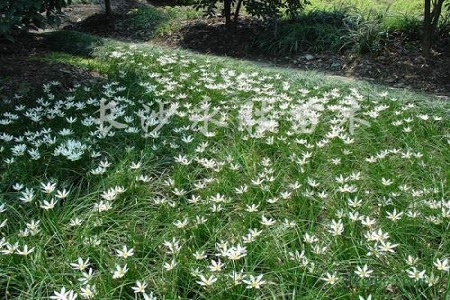 葱兰的花语是什么意思