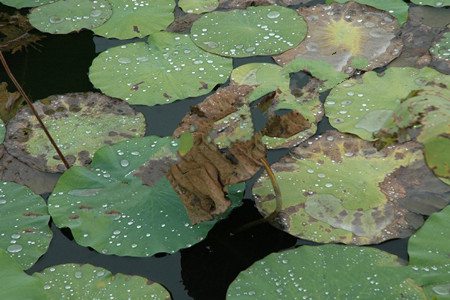 睡莲的病害防治方法