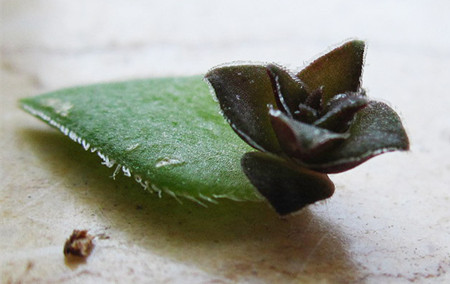 茜之塔开花怎么修剪