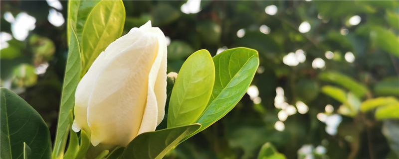 栀子花黄叶子怎样挽救