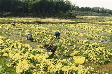 菊花的株距和行距