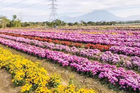 菊花的株距和行距