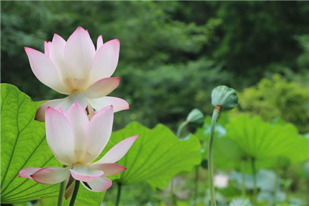 碗莲怎么入泥定植视频