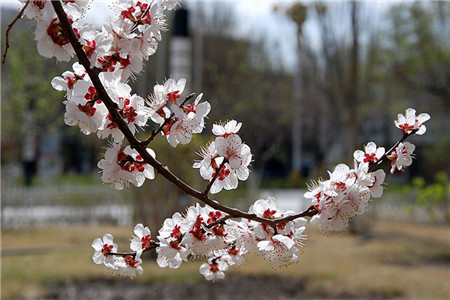 杏花盆景能放家里吗