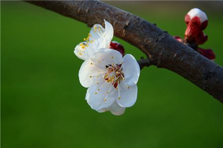 杏花盆景能放家里吗