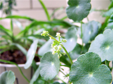 铜钱草开花吗开什么样的花图片