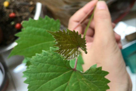 葡萄闭花授粉技术