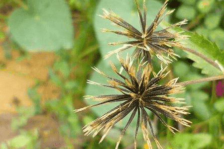 鬼针草怎么养殖