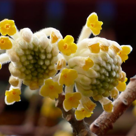 结香花怎么用