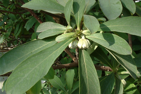 如何使结香在元旦开花(结香花怎么用)