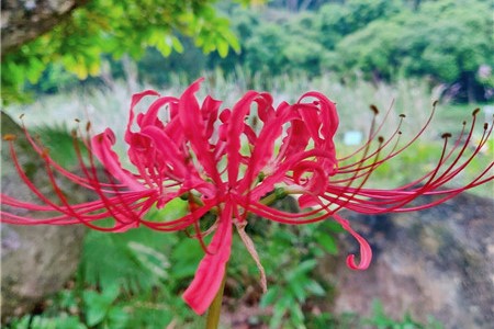 彼岸花可以用自来水养吗