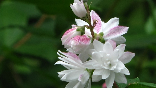 溲疏和山梅花的区别(疏梅是什么意思?)