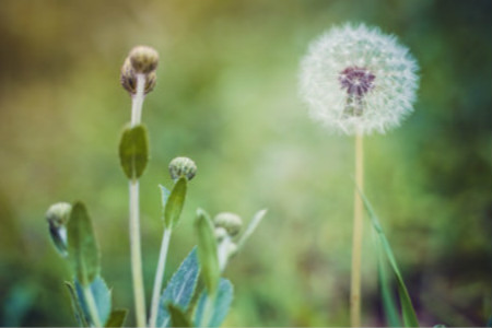 蒲公英代表什么季节