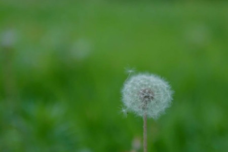 蒲公英代表什么季节