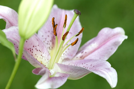 百合花用水养着可以生根吗