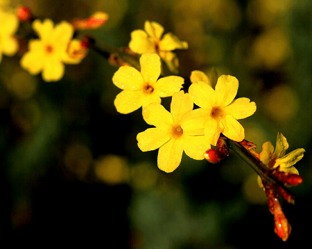 怎样让迎春花老桩