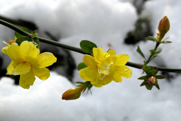 如何延长迎春花花期(怎样让迎春花老桩)