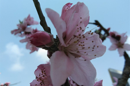 桃花是什么样子在什么时候开