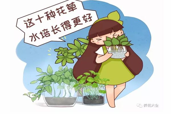 这10种花草水培长得更好别傻到只会土养了！(哪些花草适合水培)