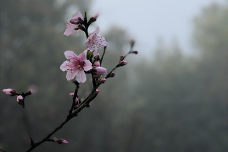 桃花是什么样子在什么时候开