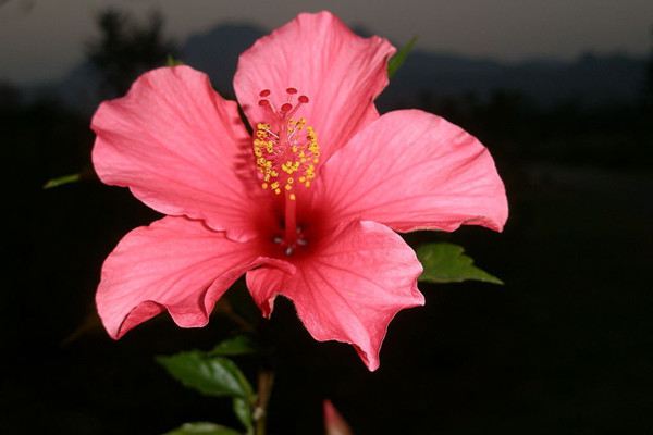 扶桑花掉花蕾的原因及解决办法