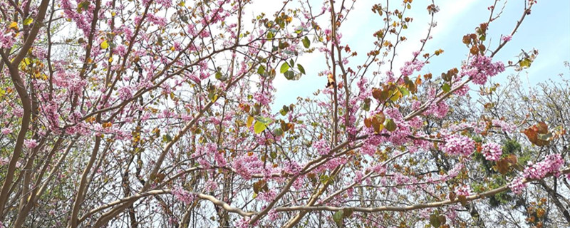 桃花什么季节开桃花像什么(桃花是什么样子在什么时候开)