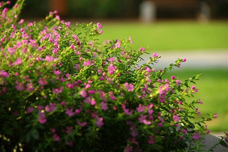 紫雪茄花花语