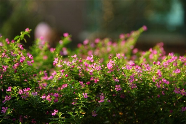 紫雪茄花花语