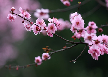 美人梅的花序