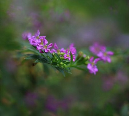 紫雪茄花花语