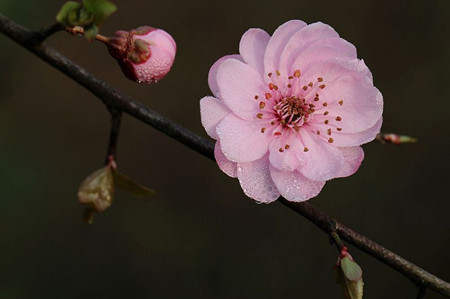 美人梅的花序