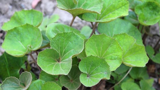 大吴风草的养殖方法(大吴风草的养殖方法和注意事项)