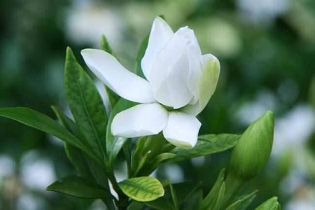 怎样让栀子花的叶子茂盛