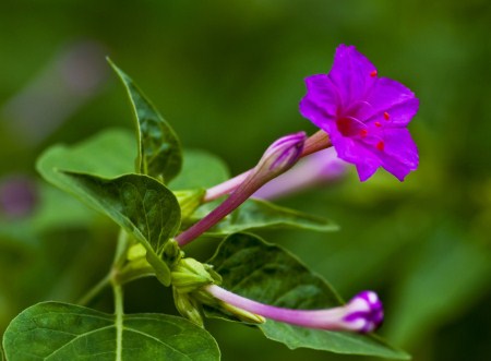 紫茉莉的种子怎么美白