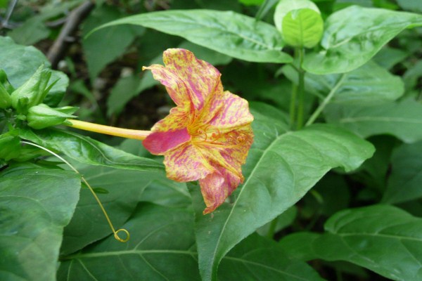 紫茉莉怎么美白(紫茉莉的种子怎么美白)