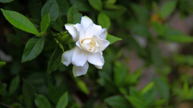 栀子花一年能开几次