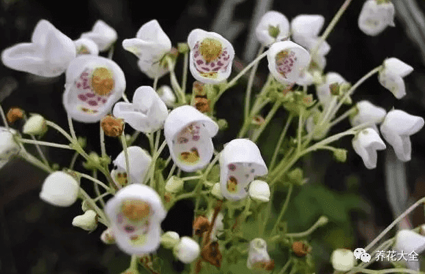 罕见花草图片