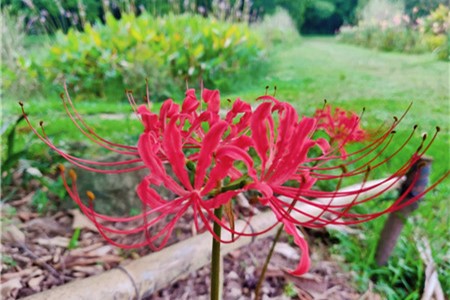 彼岸花用什么水浇