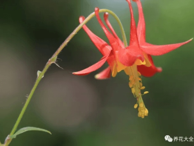 罕见花草图片