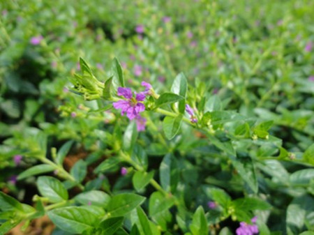 紫萼距花的种植