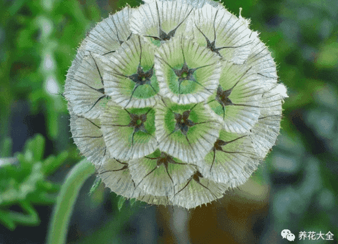 罕见花草图片