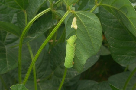 豆虫会变成茧蛹么?