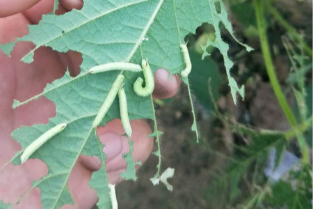 豆虫会变成茧蛹么?