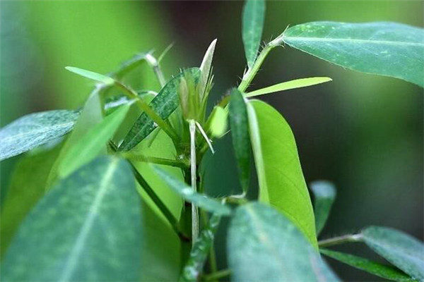 跳舞草种子怎么种(跳舞草怎么种才能快点发芽)