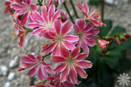 露薇花怎么浇水