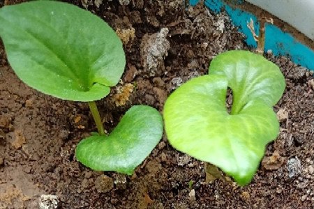 鱼腥草种植方法和技术视频