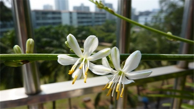 吊兰都开花吗图片